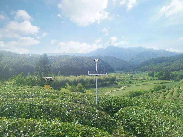 智慧茶园公司 智慧茶园公司